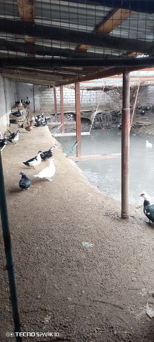 Срочно сотилади. 25 соток Нежилой жой. Толов исталган усулда.