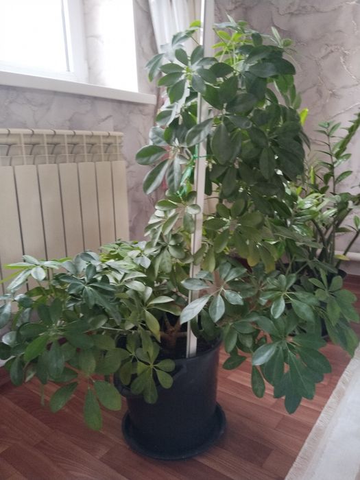 Шефлер гули сатылады