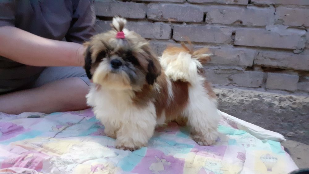 кобель ши-тцу на вязку