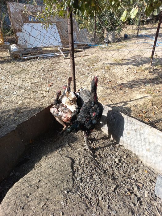 Дакан японскии шамо