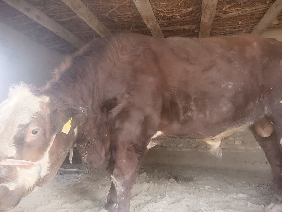 Buqa Grenford va gibrid sotiladi