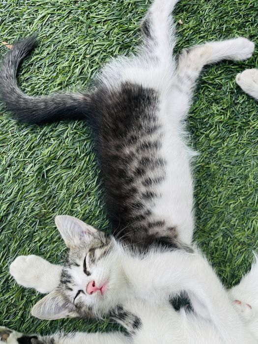 Отдам котенка девочку