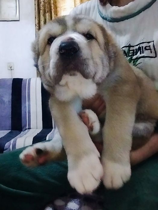 Щенок АЛАБАЙ продается