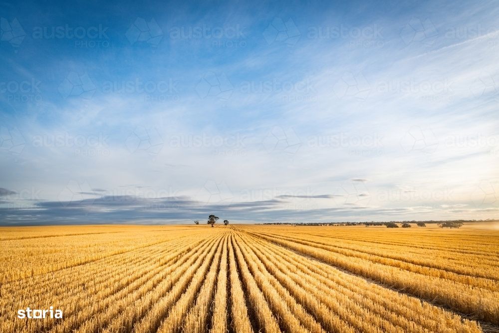 Portofoliu Agricol Premium 3.000 Ha Sudul Romaniei Oportunitate Invest