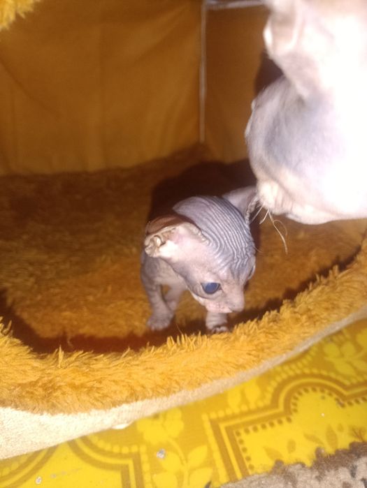 Продам котят донского сфинкса