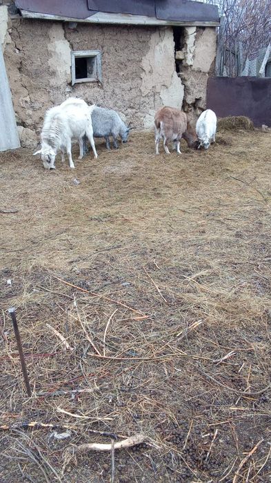 Продам коз поселок Вознесеновка