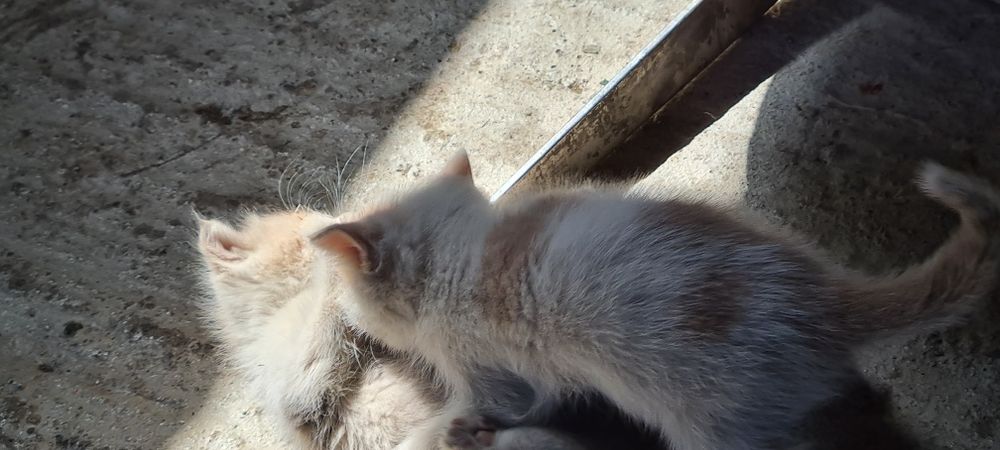 Персидский Котик