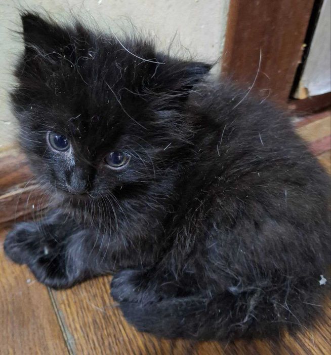 Черный котенок 2 месяца