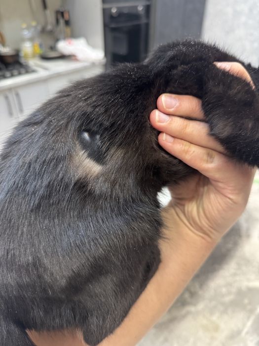 Отдадим котенка