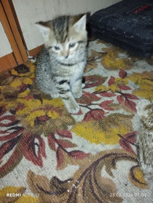 Отдам котят в добрые руки