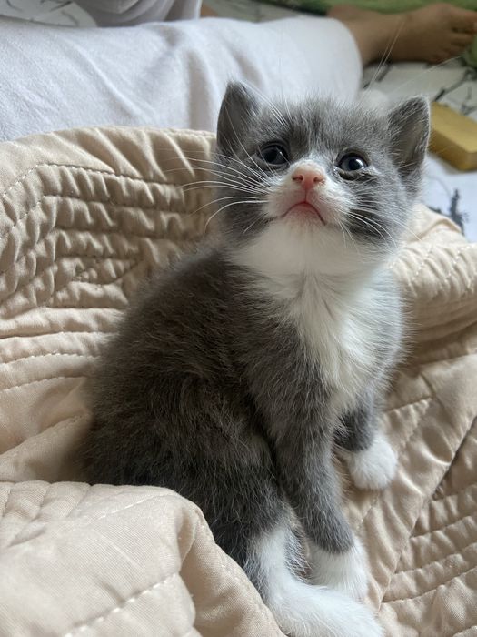 Отдам милых котят даром