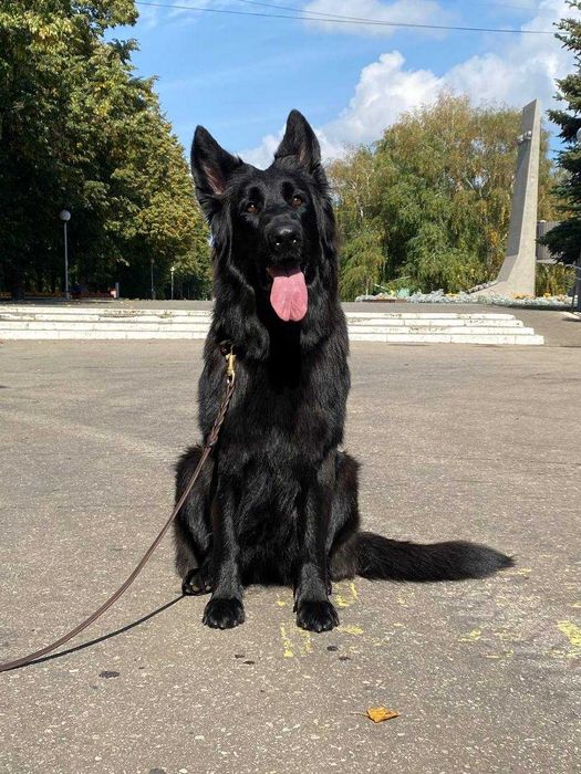 немецкая длинношерстная овчарка РКФ