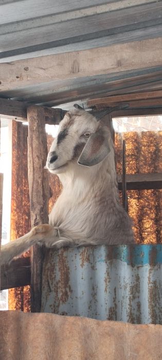 Ешкі сатылады.Алпиньский