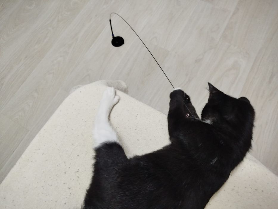 Котёнок Джоли ищет семью