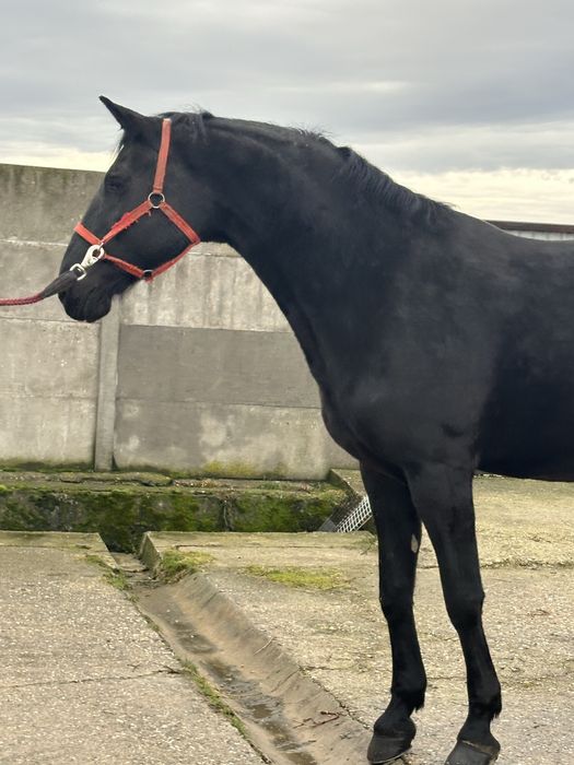 De vanzare iapa kwpn talie mare .iapa este gestanta