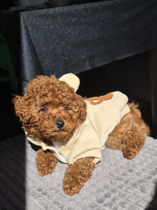 Toy poodle/ Той пудел