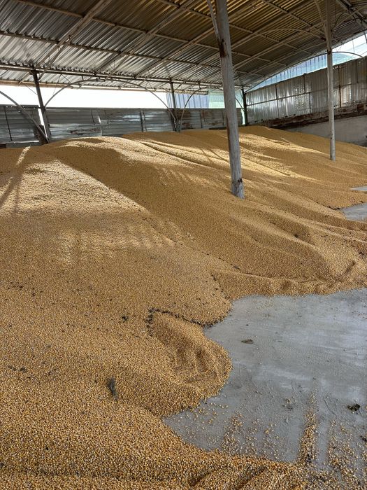 Transport gratuit ! Cereale Porumb grau  triticale floarea soarelui