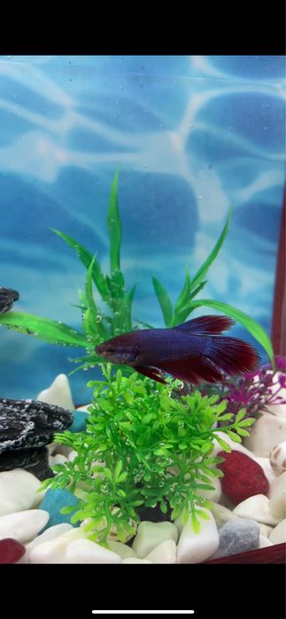 Аквариумные рыбки петушки