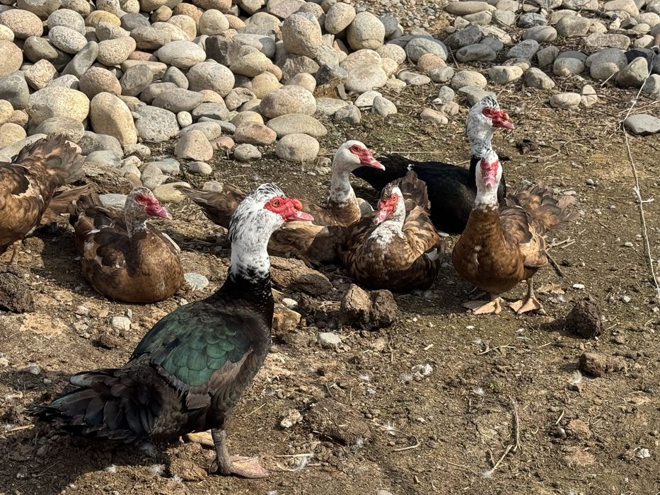 Селезьни по 9000тг