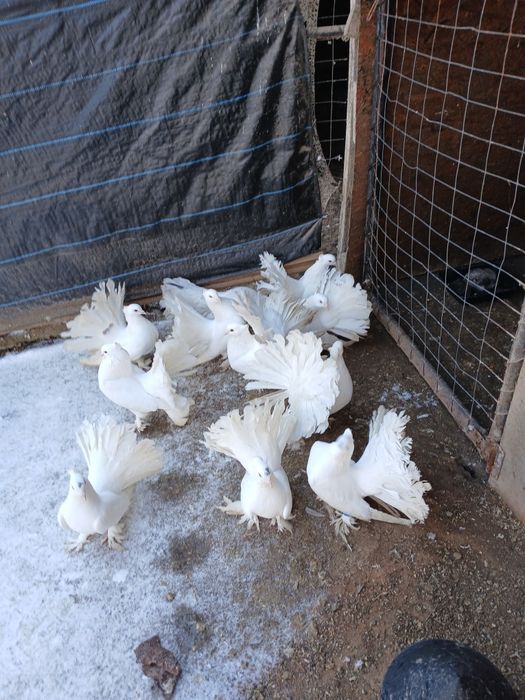 Vând Porumbei voltați indieni