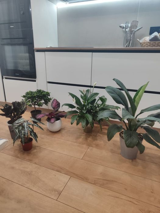 Продам  цветы разные, большие