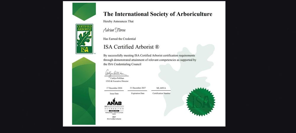 Autorizat ISA Toaletare arbori Toaletare copaci Taiere arbori copaci