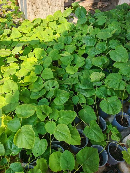 Paulownia Tomentosa - Arborele Printesei