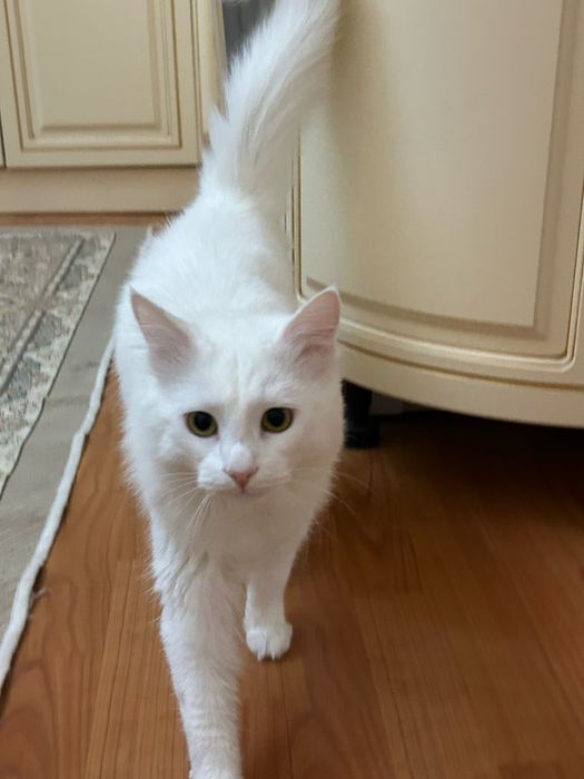 Милый котик ищет дом