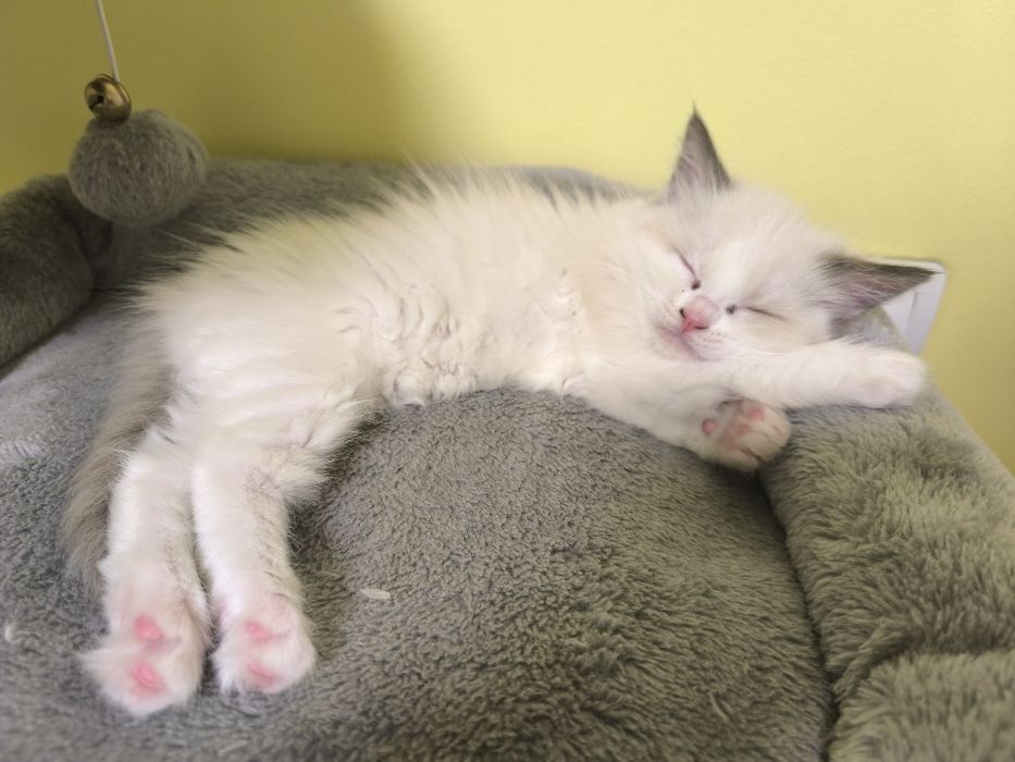 Ragdoll Cats / Регдол Котенца
