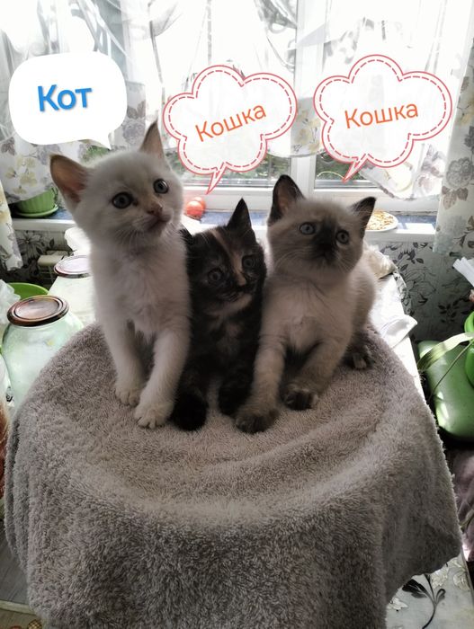 Отдам котят в хорошие руки