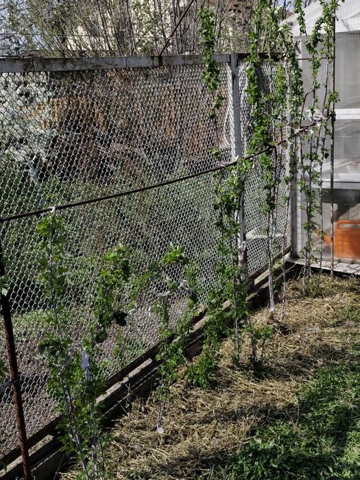 Малина черная настоящая