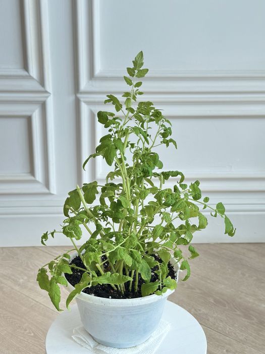 Томат «Балконное чудо»