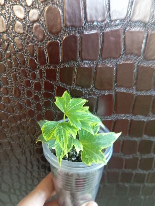 Комнатные растения