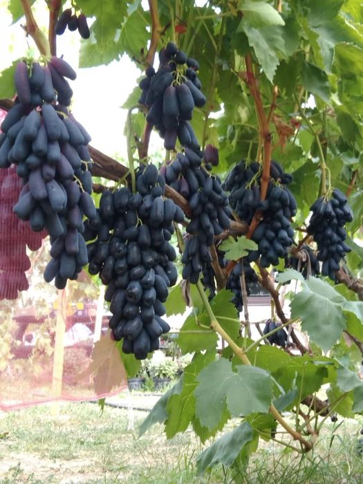 Vita de vie soiuri pentru boltă