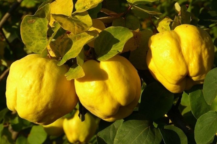 Gutui (Soiul Galata )