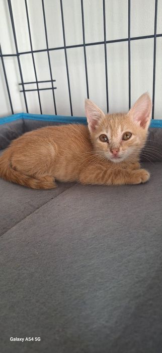 Котята в добрые руки ,мальчики