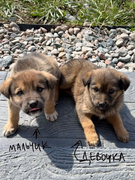 отдам щенят в добрые руки