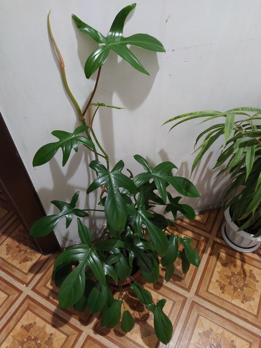 Филодендрон Флорида на опоре