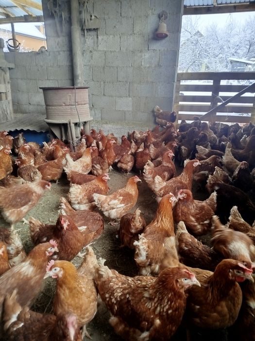 Малодка Ломан Браун