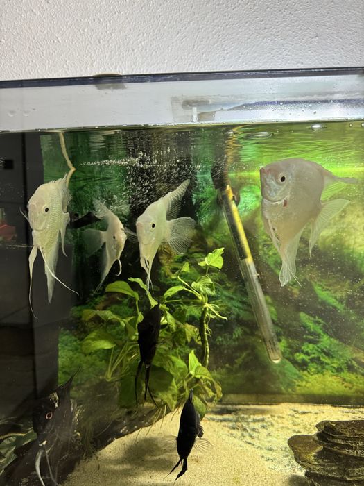 Acvariu  complet 200 l si acvariu 100 l