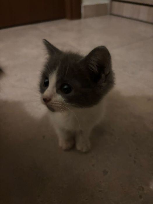 Spre adoptie 2 pisoiasi