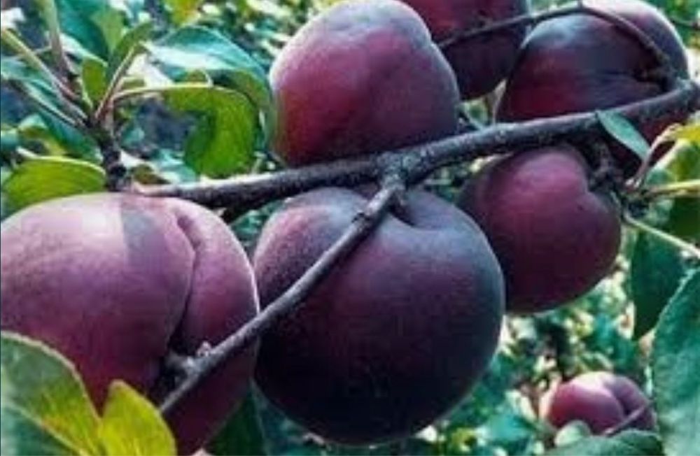 Pomi fructiferi columnari