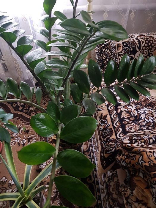 Раскшный Цветок для дома офиса.