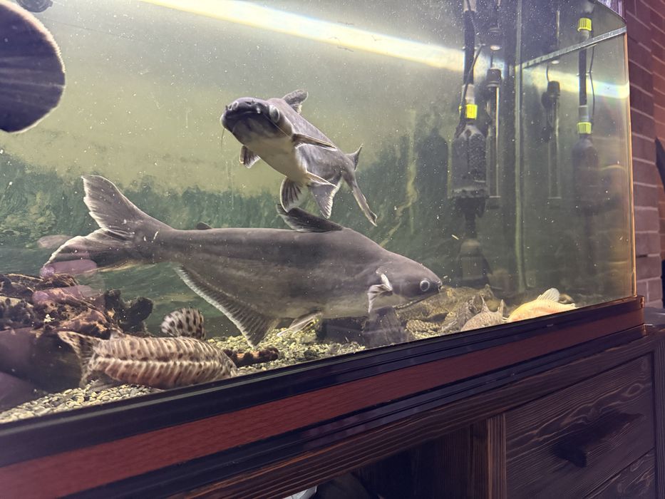 Продам рыбу аквариумную Пангасиус (акула)