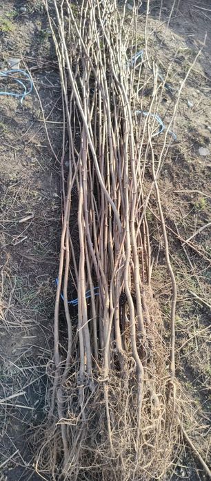 Puieți salcâm frasin fag carpen ulm plop mesteacăn brad molid Tei arin