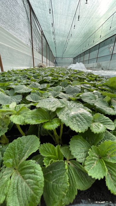 Клубника Мурано рассада