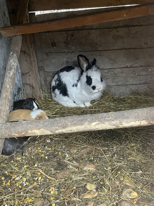 Vand iapuroaica si porcusori de guineea sau schimb