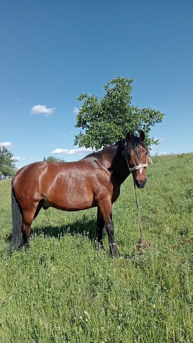 Cal maro de vânzare
