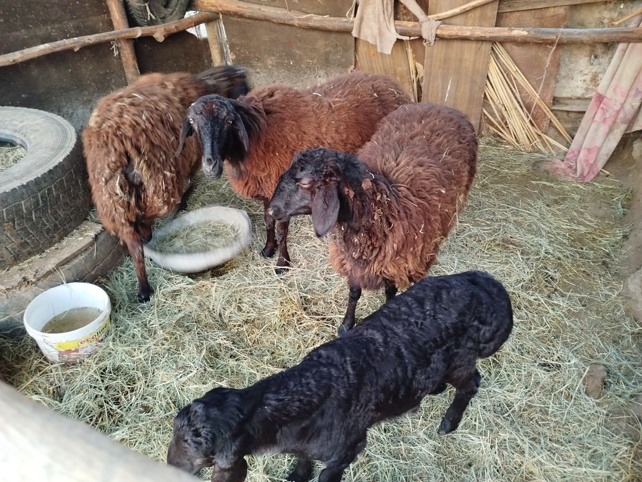 Қозылы қой сатылады