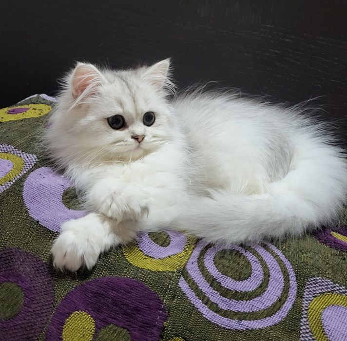 British shorthair